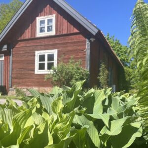 Hosta Krossa Regal | HOST-100-10063 | Turn Green AB