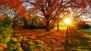 Lys upp i höstmörkret