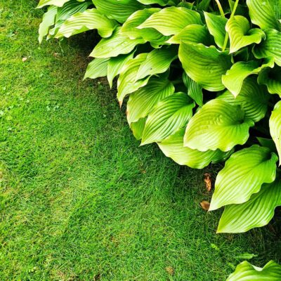 Hosta fortunei ‘Hyacinthina’ med stora gröna blad som breder ut sig intill en gräsmatta.