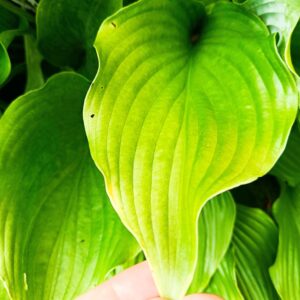 Närbild av Hosta fortunei ‘Hyacinthina’-blad med tydlig nervstruktur i friskt grönt.