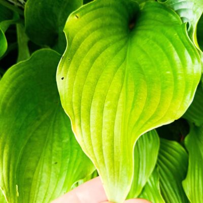 Närbild av Hosta fortunei ‘Hyacinthina’-blad med tydlig nervstruktur i friskt grönt.