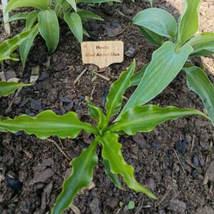 Bambuskylt med lasergraverad text “Hosta Mad About Blue” placerad i rabatt med gröna hostablad.