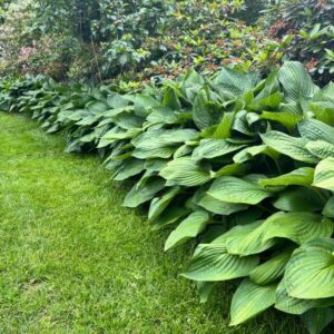 snygga kanter med Hosta