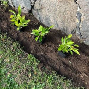 När på året ska man plantera Hosta?