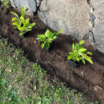 Plantera Hosta som kantväxt med Turn Green