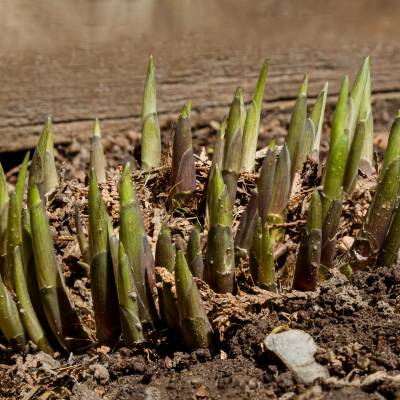 Äta Hosta med Turn Green