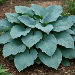 Funkia (Hosta) ‘Aquamarine’