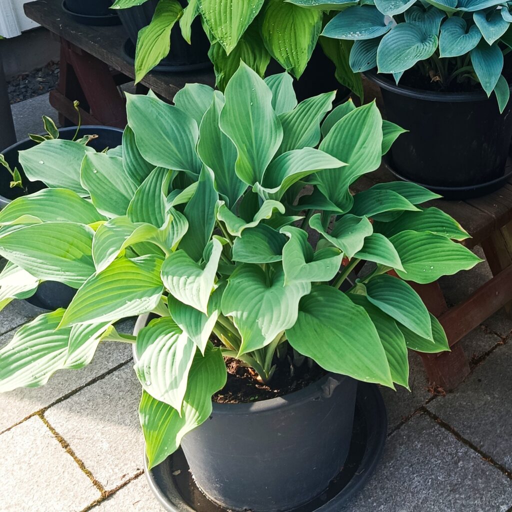 Pampig Hosta Funkia Krossa Regal hos Turn Green