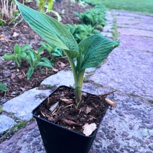 Hosta | kruka | Turn Green