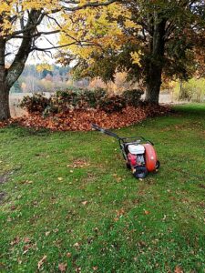 Lövblås har blåst in mängde av löv till nyplanterade Rhododendron som vintertäckning och jordförbättring