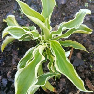 Funkia (Hosta) ‘Let’s Twist Again’