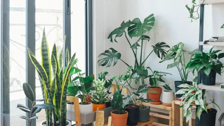 Bild som visar krukväxter och inomhusodling