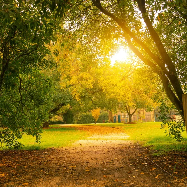 Biokol till staden och Parkmiljö med träd på hösten