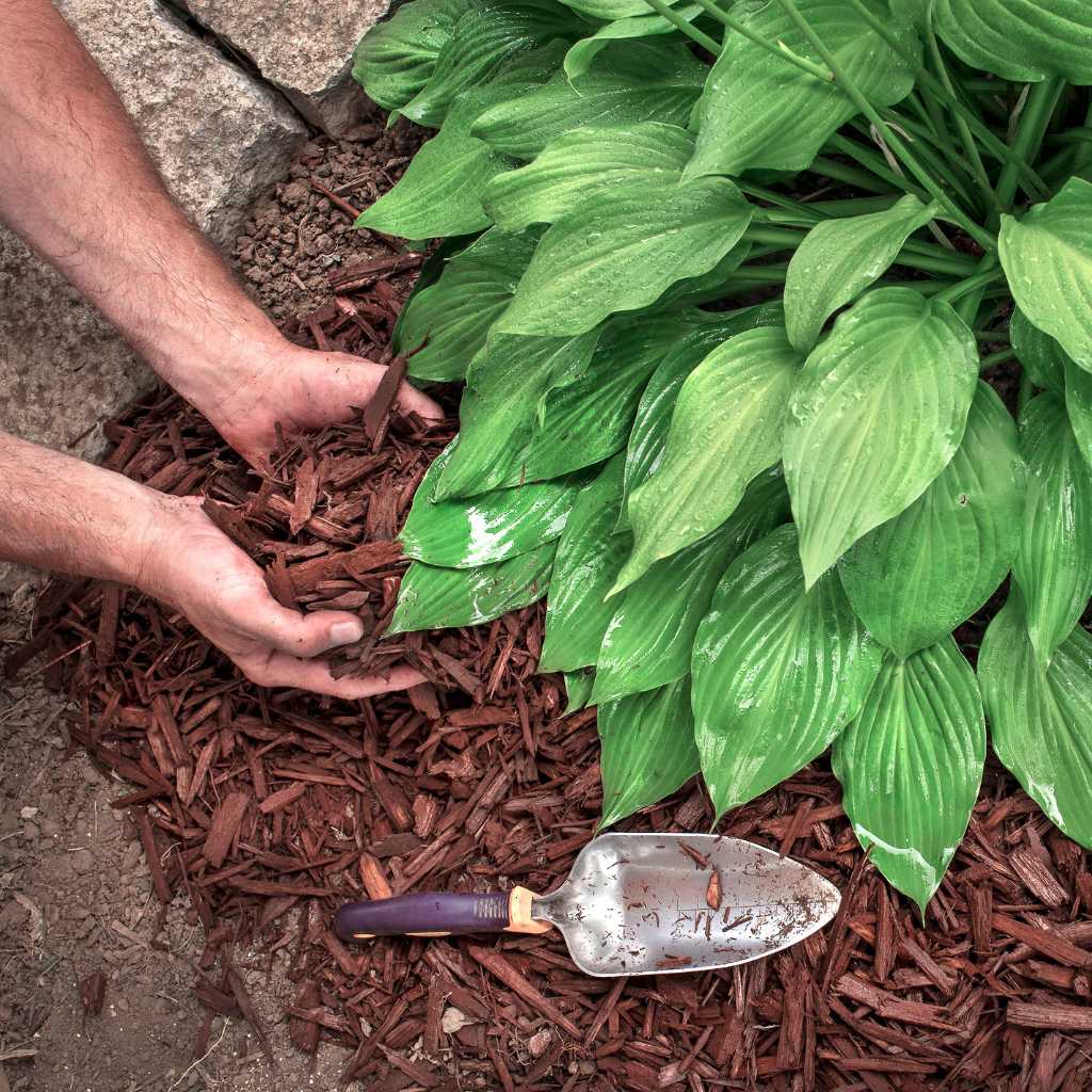 Plantering av Hosta med Turn Green