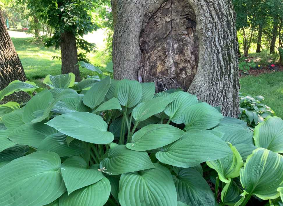 Hosta | Producerade i Sverige | Turn Green