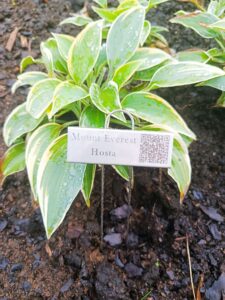 Rostfri växtskylt med lasergravyr och QR-kod för Hosta Mount Everest i rabatt