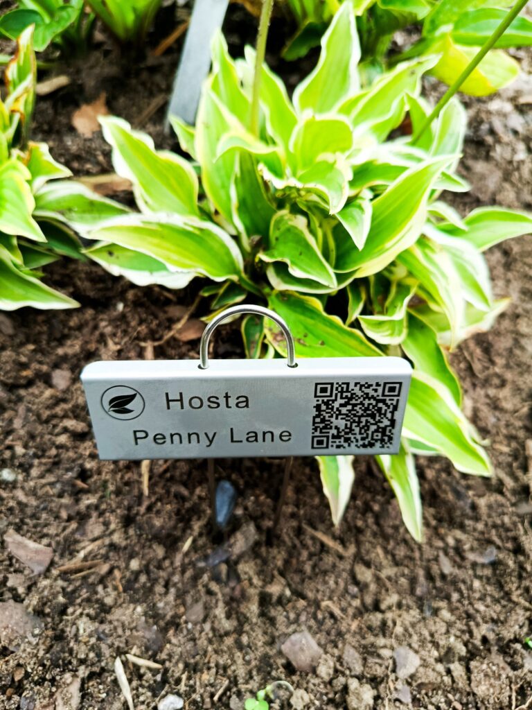 Rostfri växtskylt med lasergravyr och QR-kod för Hosta Penny Lane i rabatt