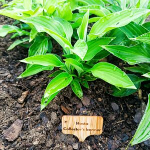 Bambuskylt med lasergravyr för Hosta Collector’s Banner i rabatt