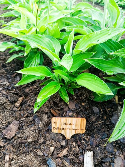 Bambuskylt med lasergravyr för Hosta Collector’s Banner i rabatt
