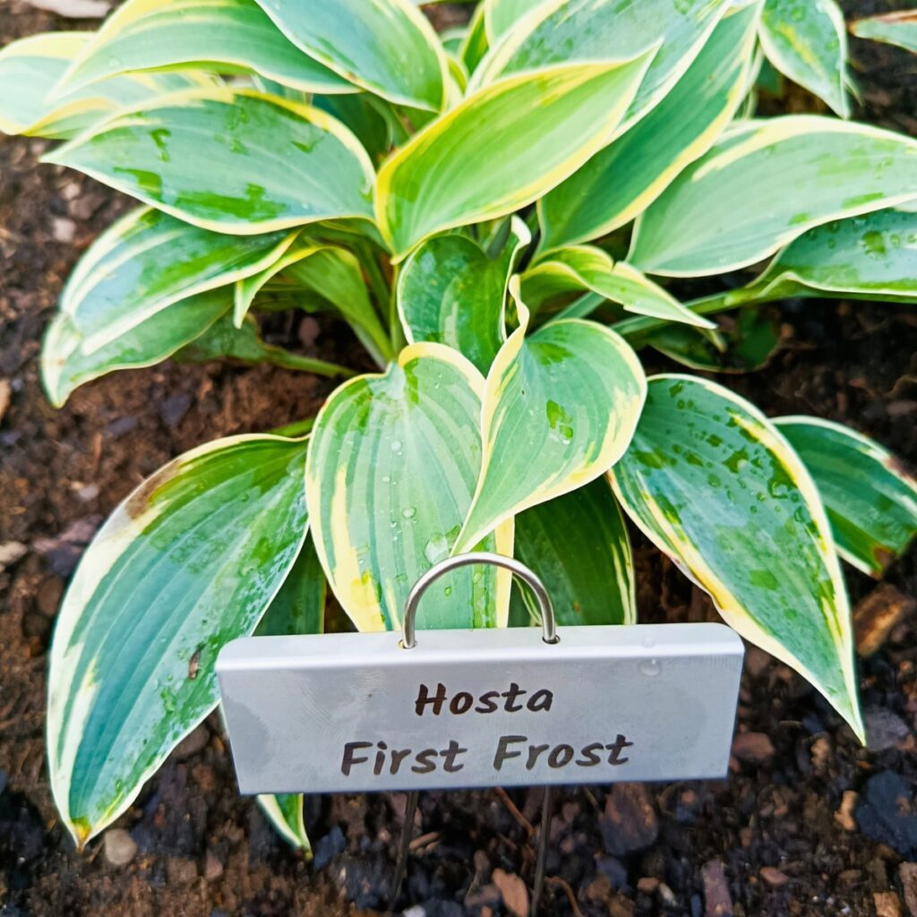 Lasergraverad kundunik skylt av Hosta First Frost