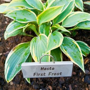 Hosta & Funkia