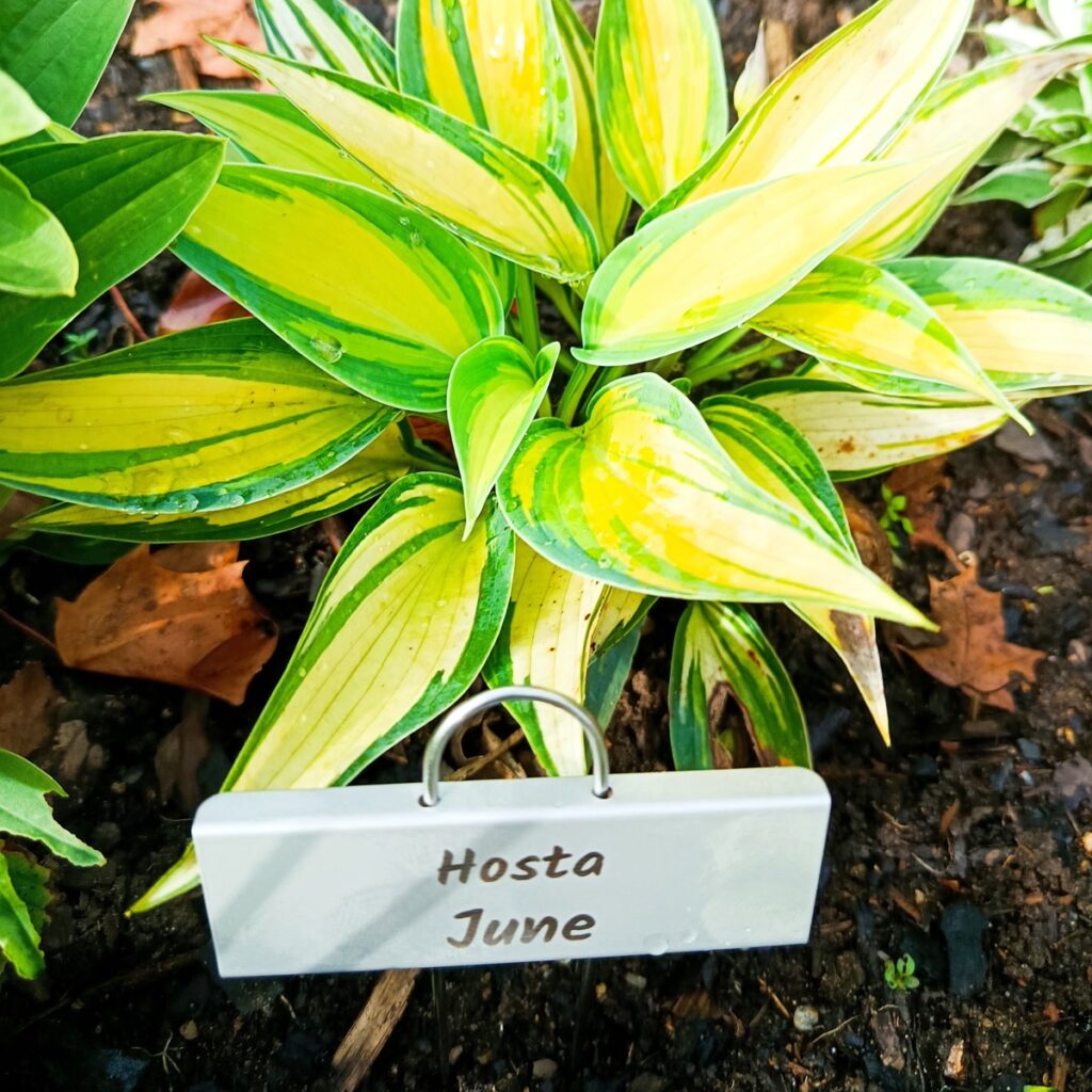 Kundunik Lasergraverad skylt med Hosta June